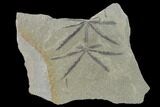 Pennsylvanian Fossil Horsetail (Annularia) Plate - Kentucky #137749-1